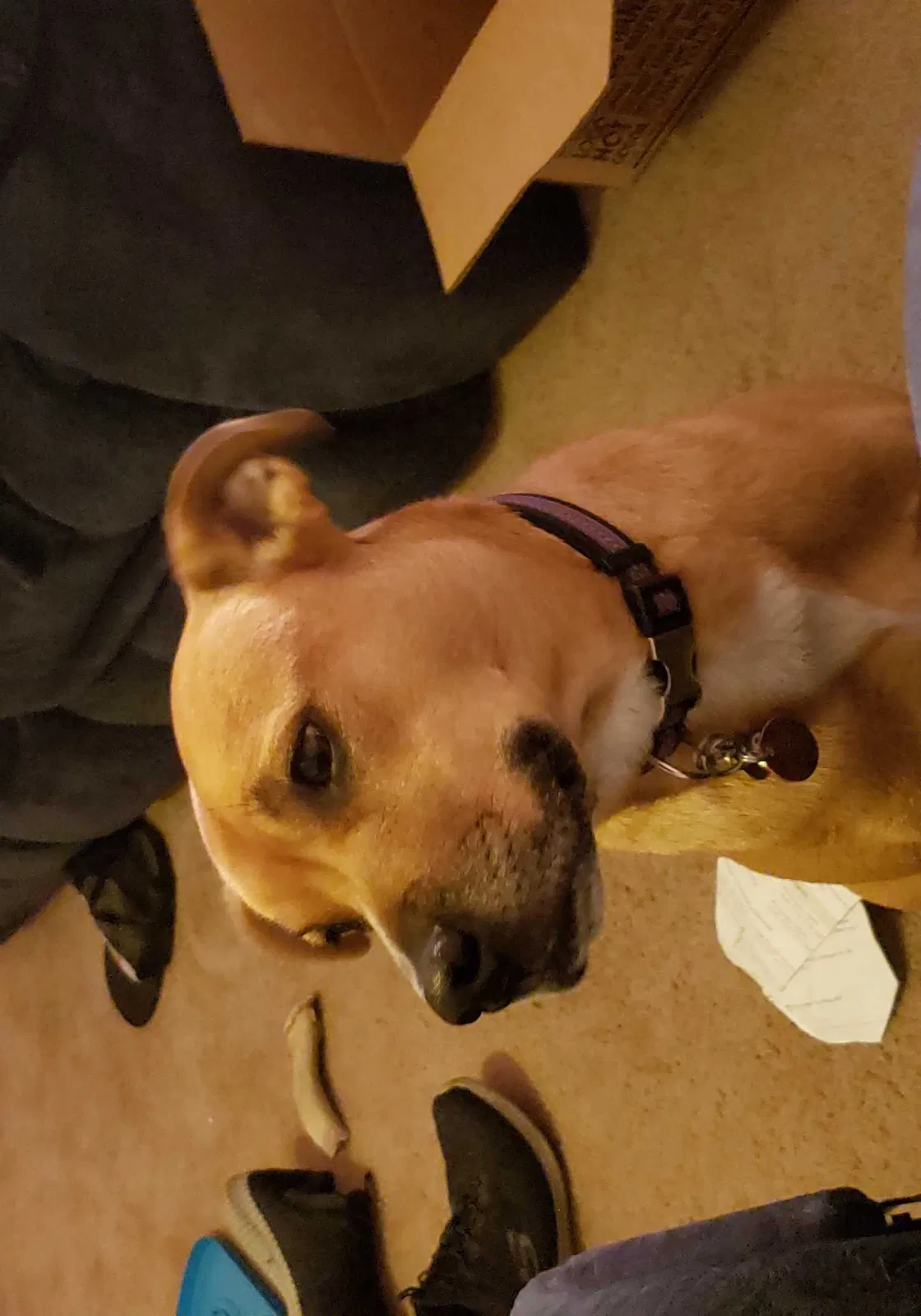 Lost dog in Spokane, WA, 99216