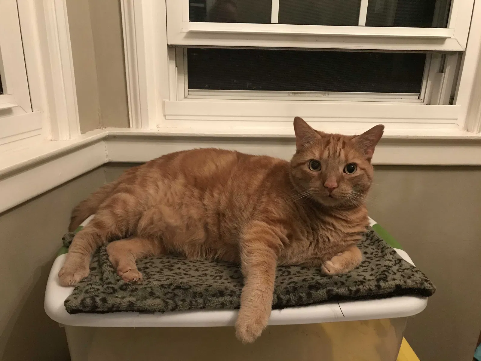 Lost cat in Columbus, OH, 43085