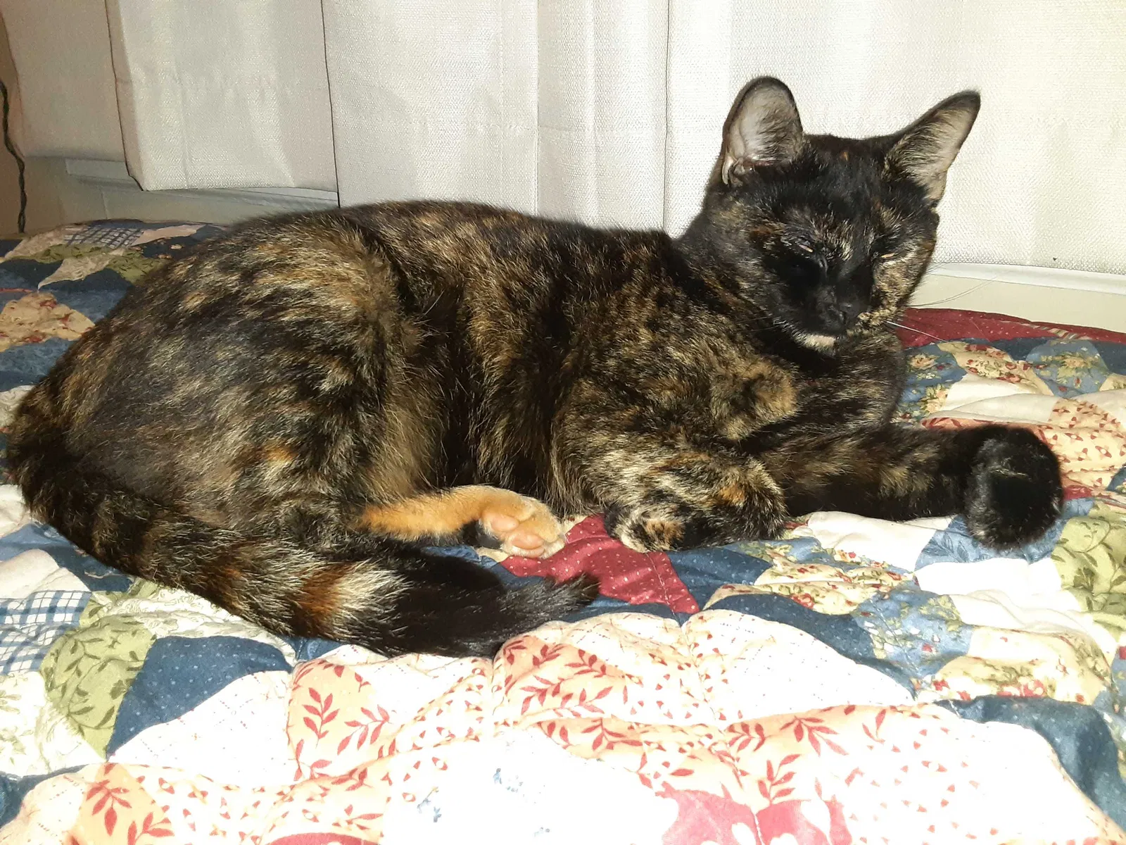 Lost cat in Decatur, GA, 30032