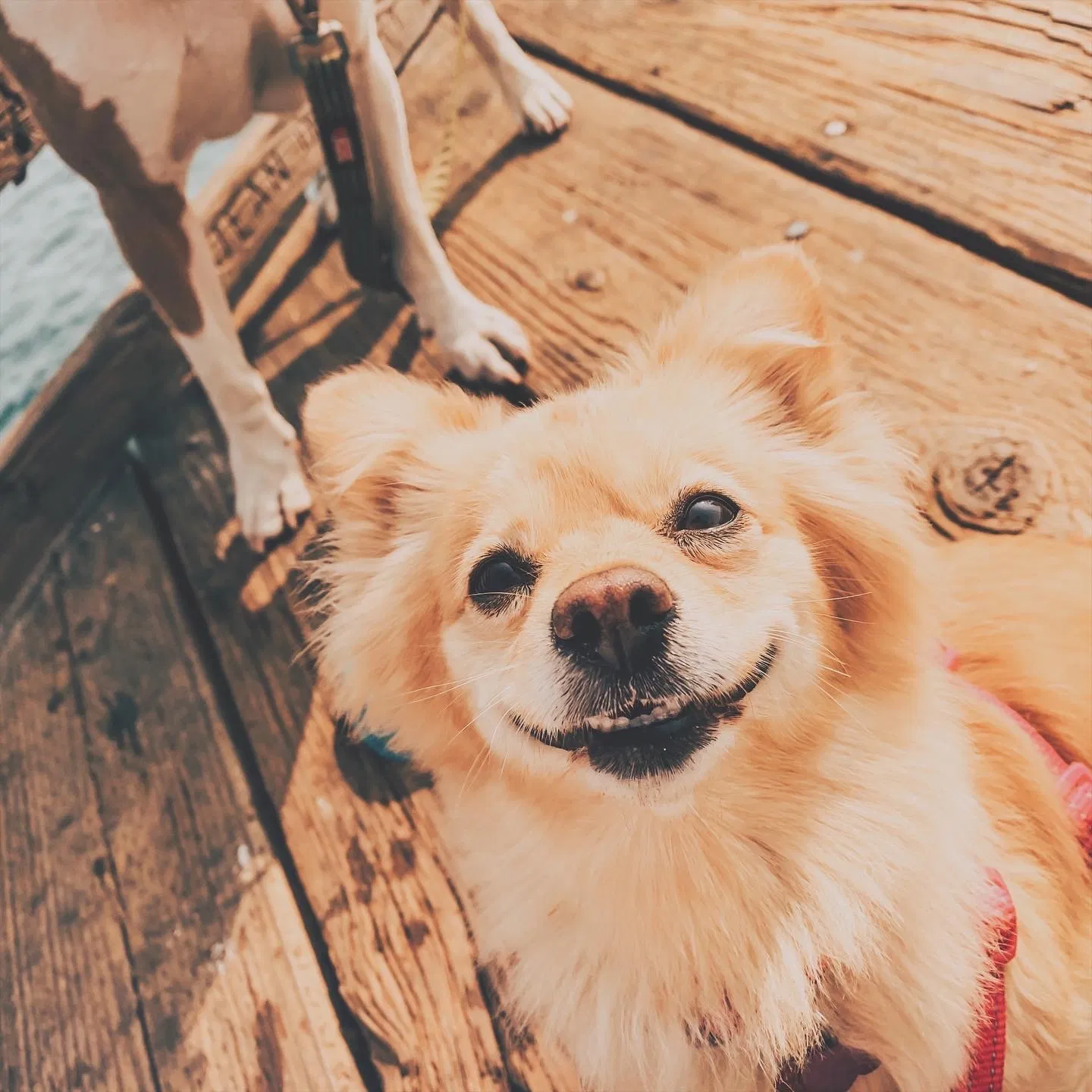 Lost dog in Nuevo, CA, 92567