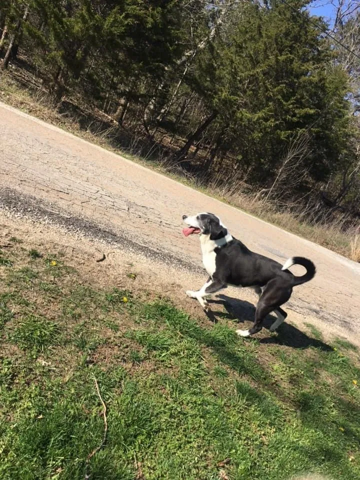 Lost dog in De Soto, MO, 63020
