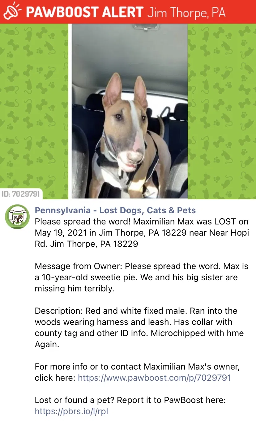 Lost dog in Jim Thorpe, PA, 18229