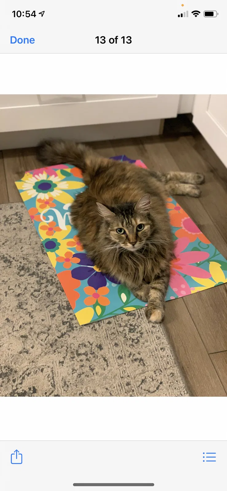 Lost cat in Palm Harbor, FL, 34684