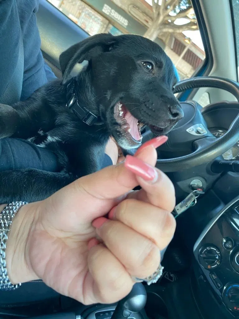 Lost dog in Los Angeles, CA, 90033