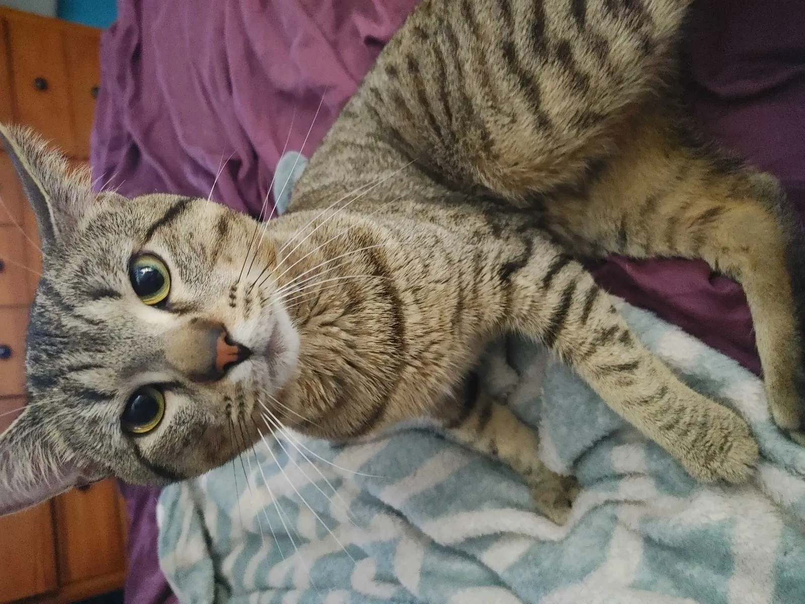 Lost cat in Canton, OH, 44705