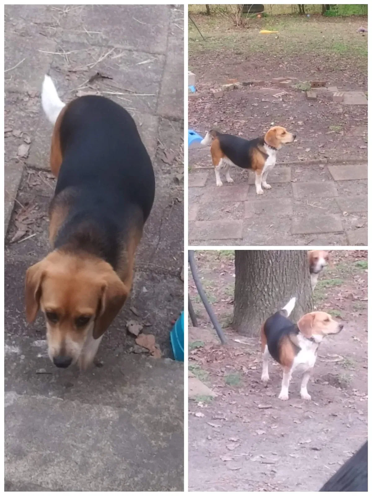 Lost dog in Columbia, SC, 29203