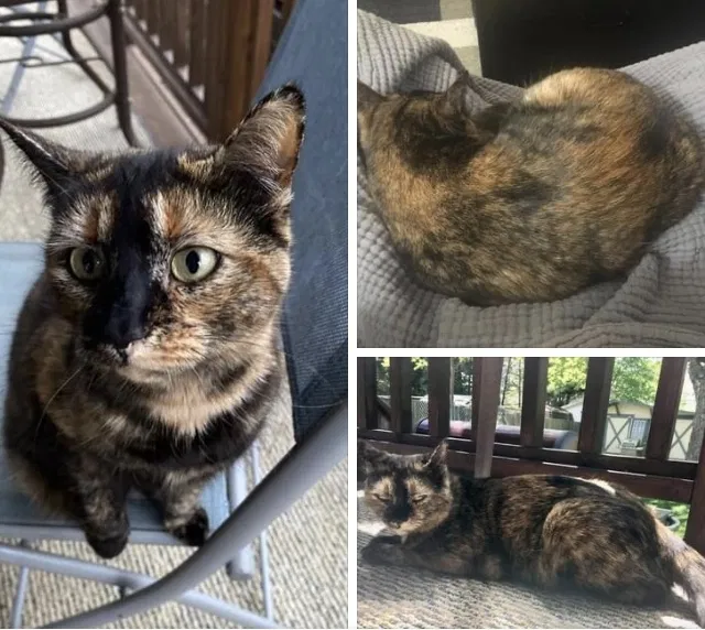 Lost cat in Mount Holly, NC, 28120