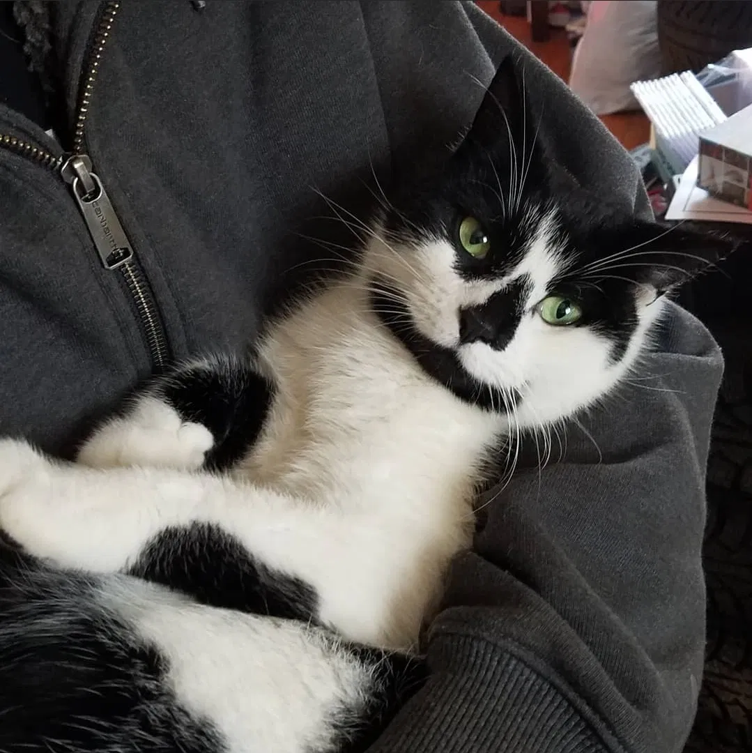Lost cat in Franklin, NJ, 7416