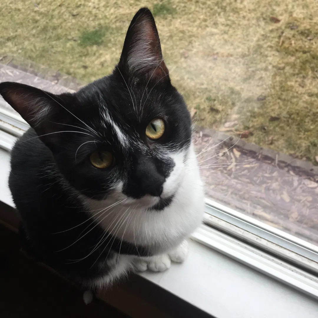 Lost cat in Spokane, WA, 99216