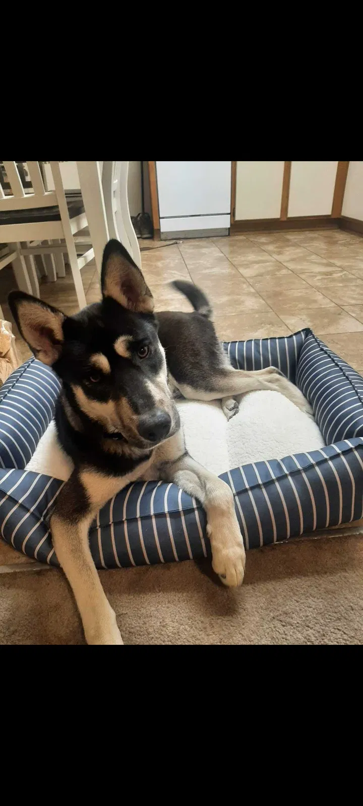 Lost dog in Hesperia, CA, 92345