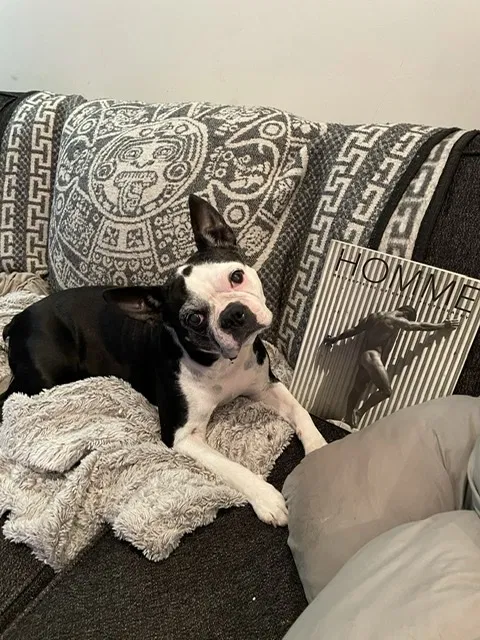 Lost dog in Atlanta, GA, 30328