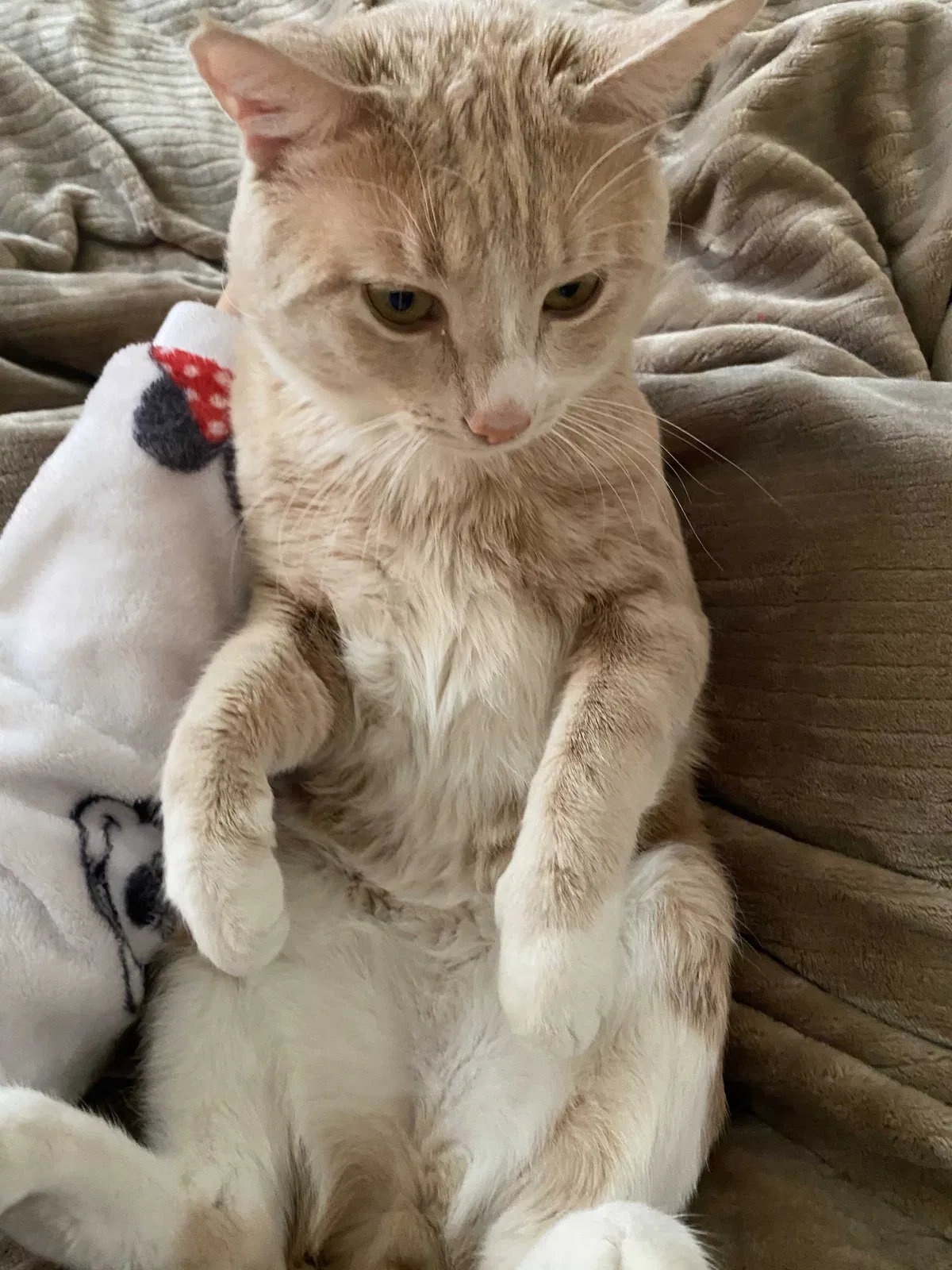 Lost cat in Perris, CA, 92570