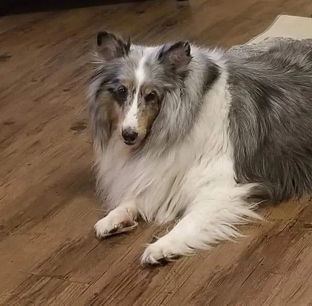 Lost dog in Pleasanton, TX, 78064
