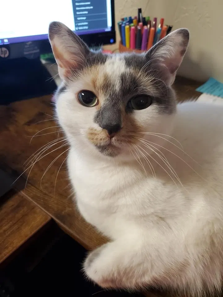 Lost cat in Fond Du Lac, WI, 54935