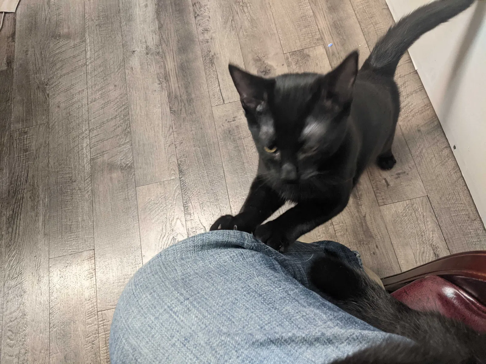 Lost cat in Summerville, SC, 29485