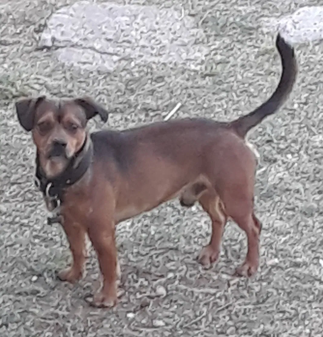 Lost dog in Lubbock, TX, 79401