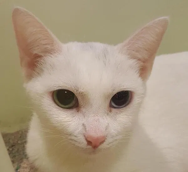 Lost cat in Lakeside, CA, 92040
