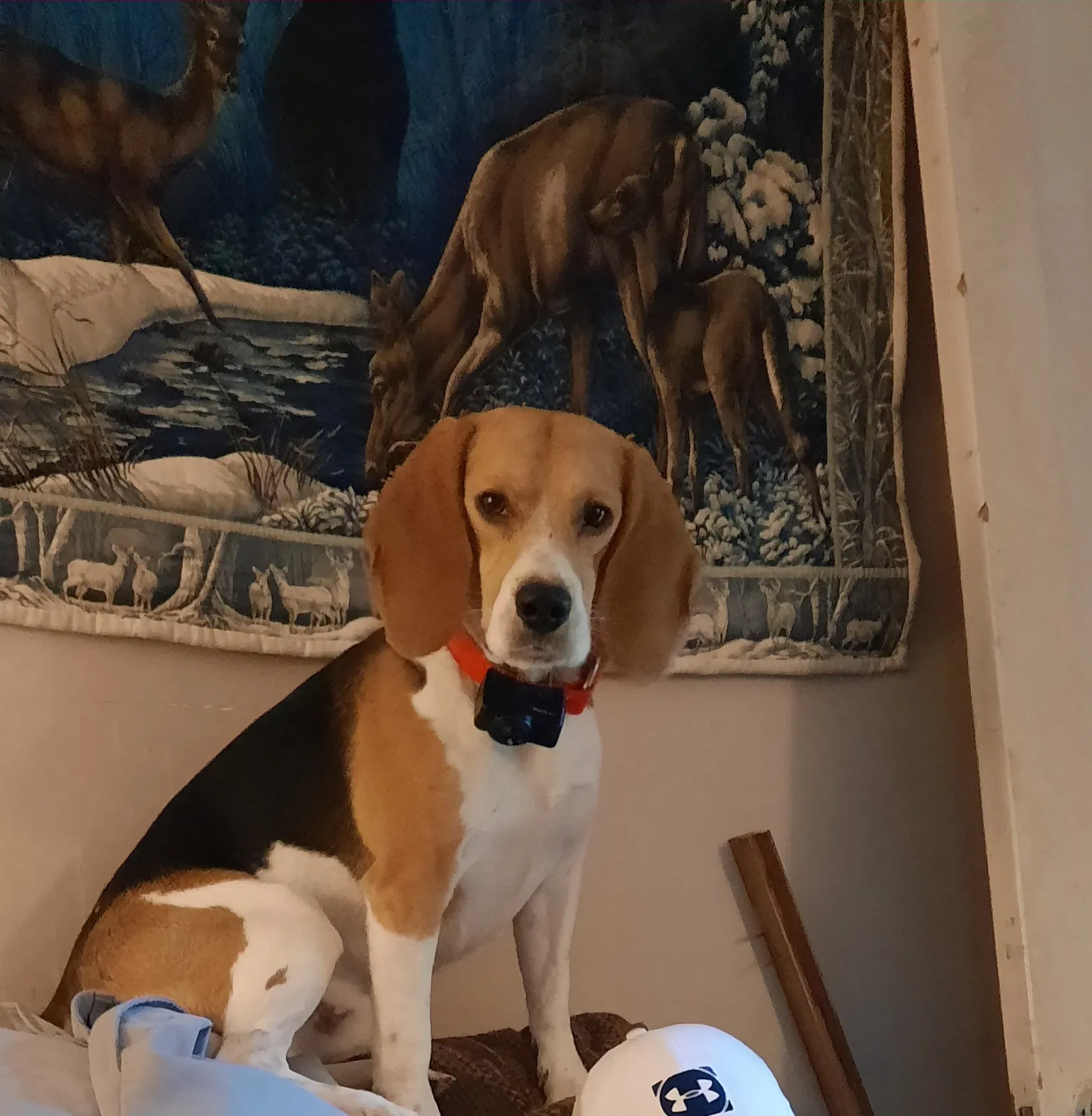 Lost dog in Ridgeland, MS, 39157