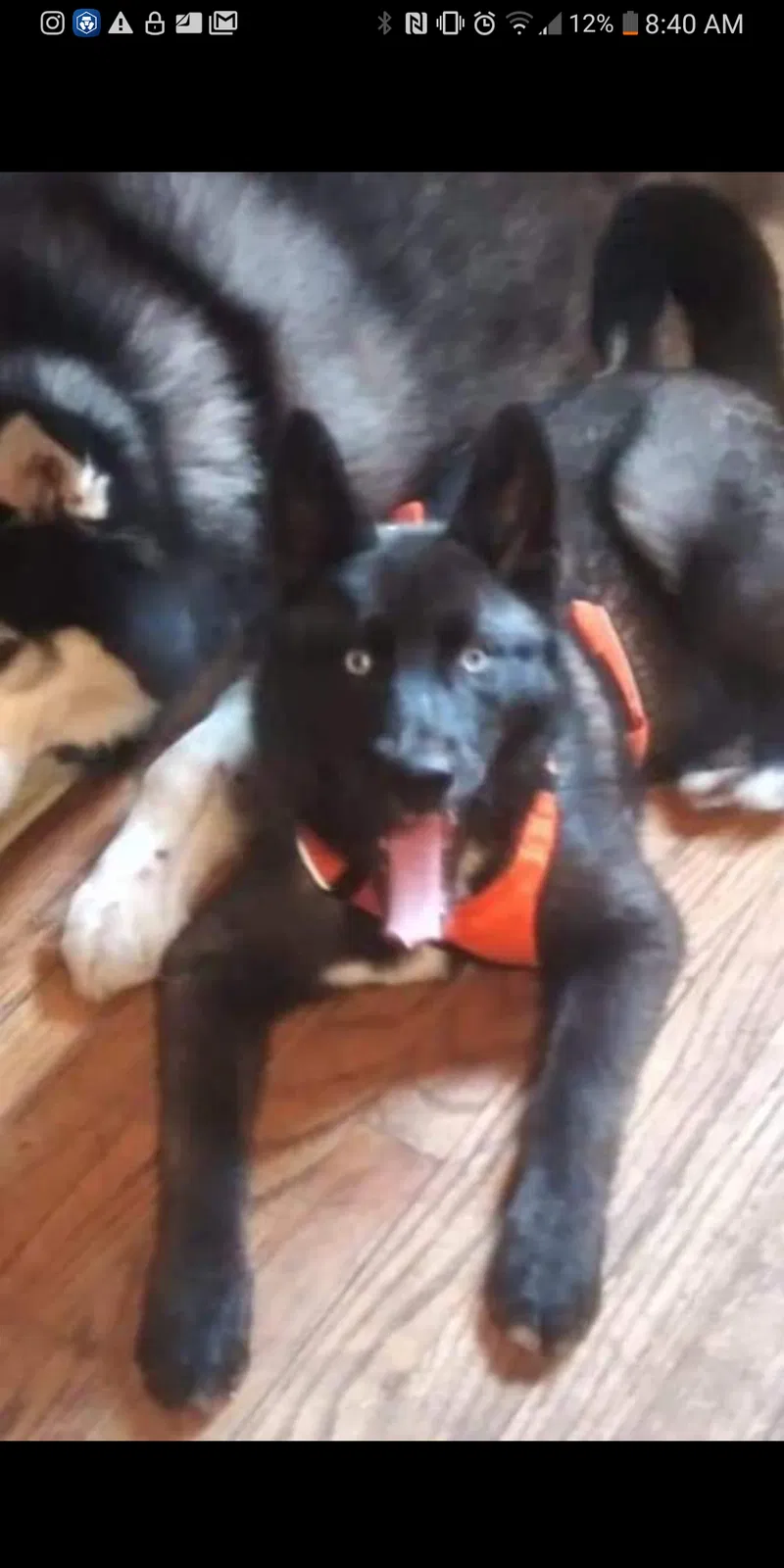 Lost dog in Grant, MI, 49327