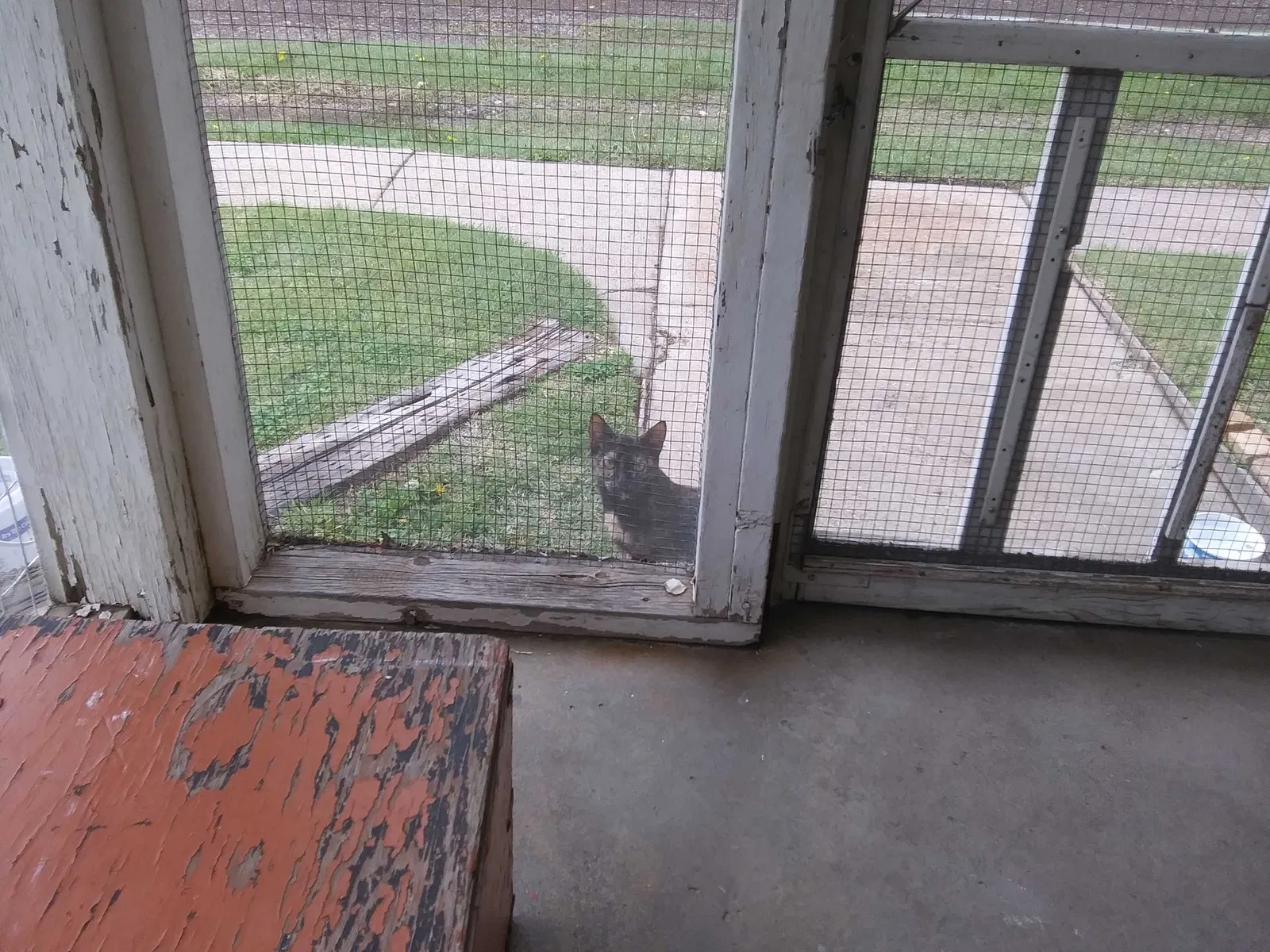 Found cat in Hays, KS, 67601