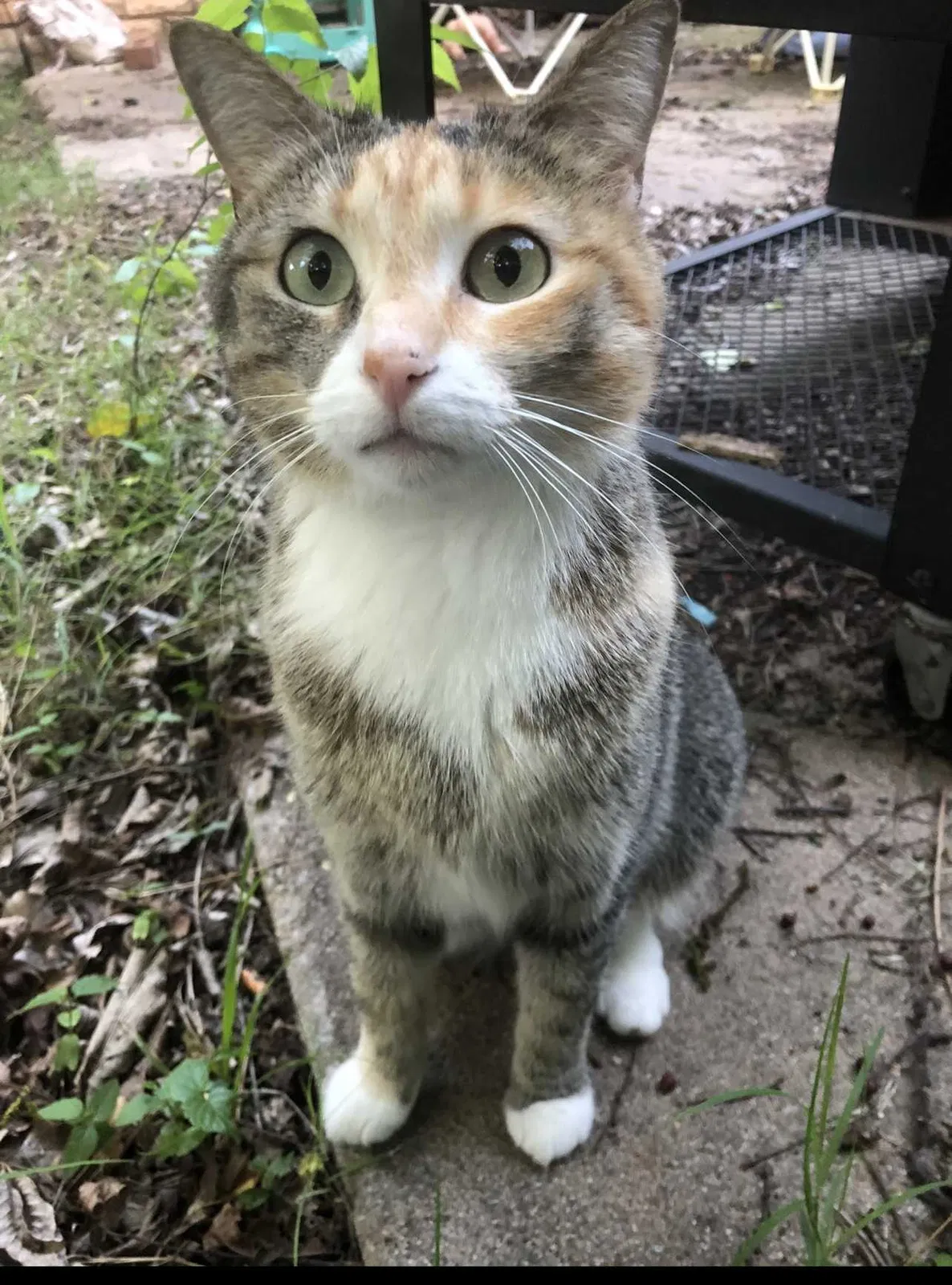 Lost cat in Oklahoma City, OK, 73120