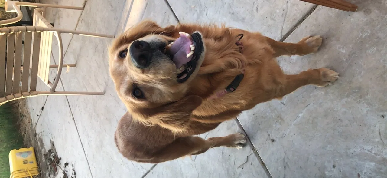 Lost dog in Palmdale, CA, 93551
