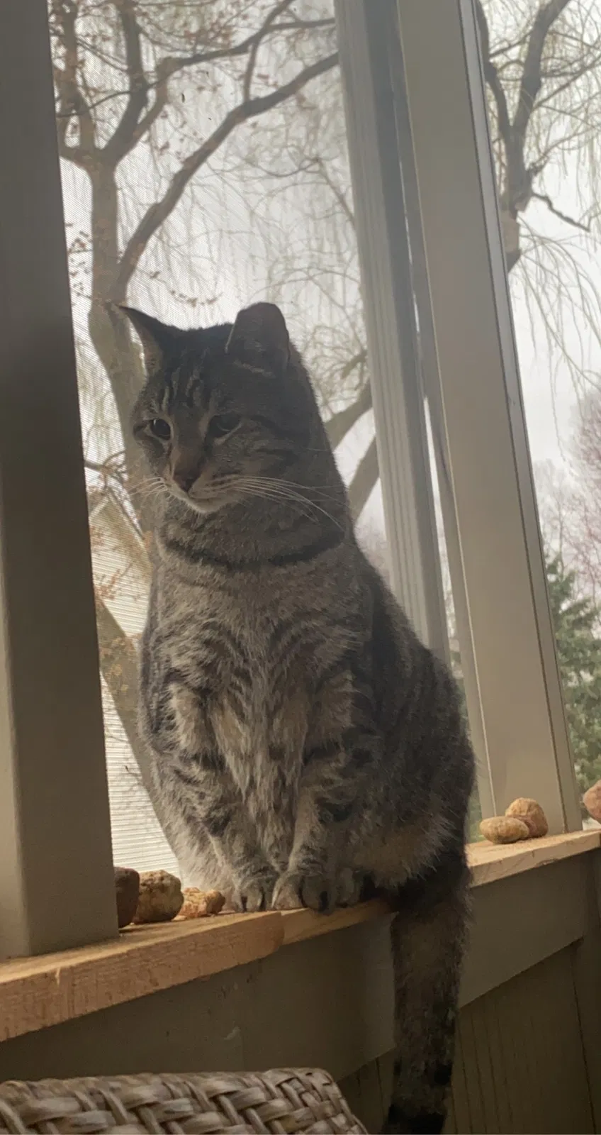 Lost cat in Noblesville, IN, 46060