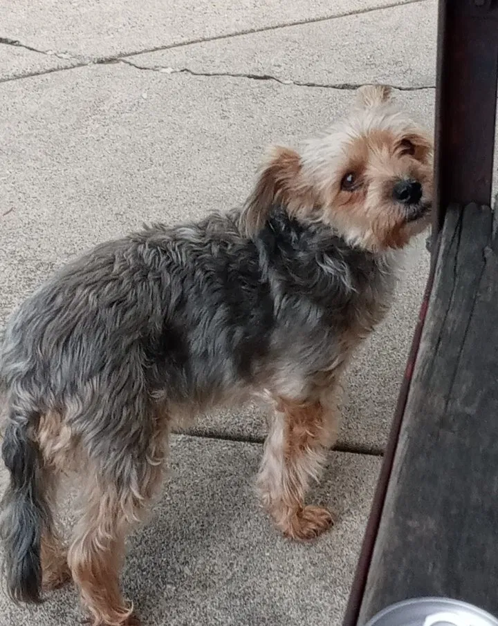 Lost dog in Chicago, IL, 60632