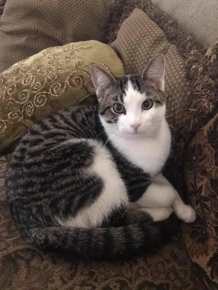 Lost cat in Saint Paul, MN, 55104