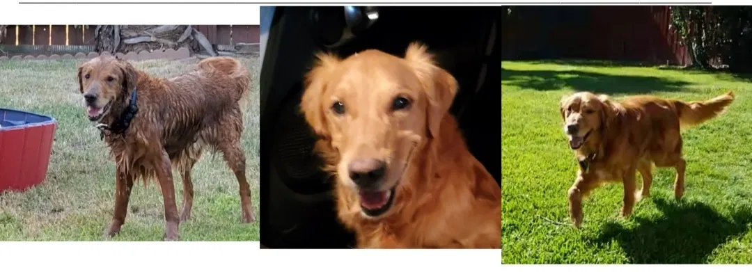 Lost dog in San Diego, CA, 92154