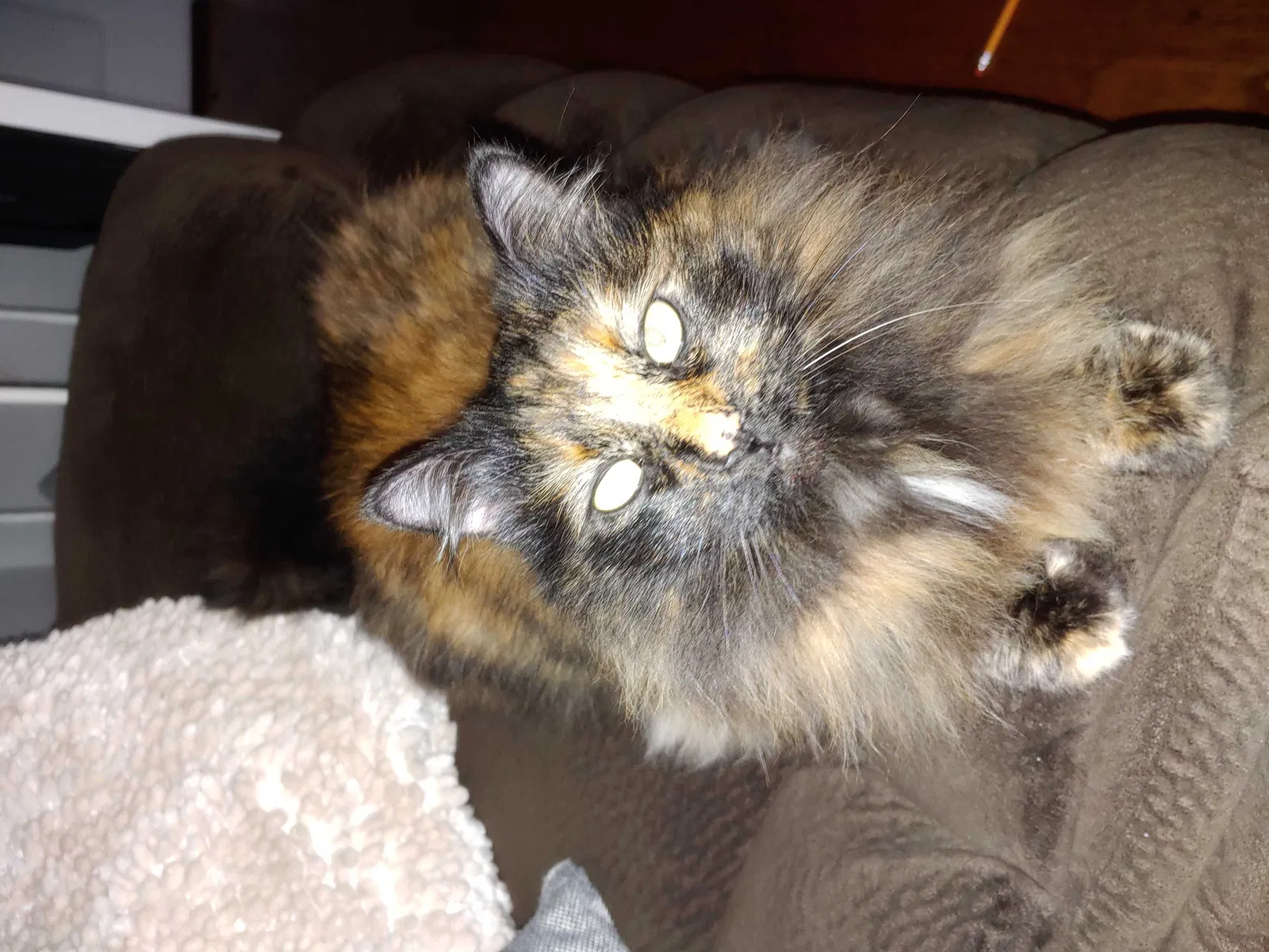 Lost cat in Chattanooga, TN, 37421