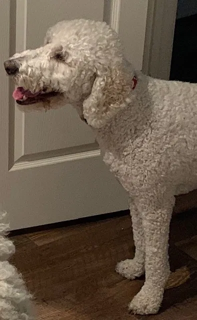 Lost dog in Montgomery, TX, 77316