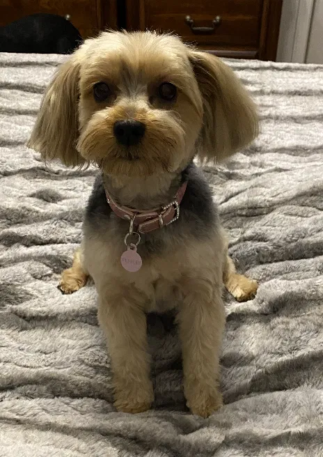 Lost dog in Brentwood, CA, 94513