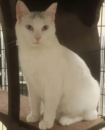 Lost cat in Minneapolis, MN, 55443