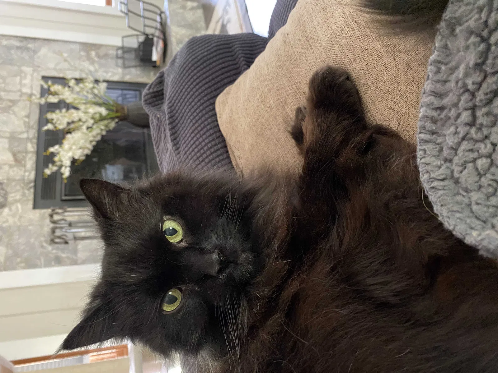 Lost cat in Mentor, OH, 44060