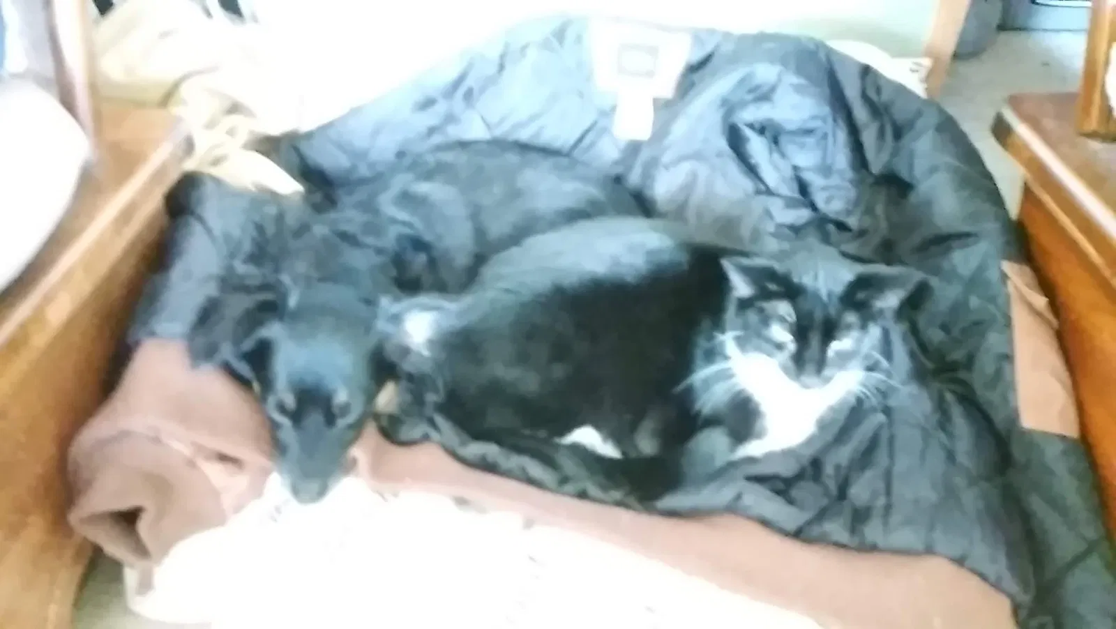 Lost cat in Stewartville, MN, 55976