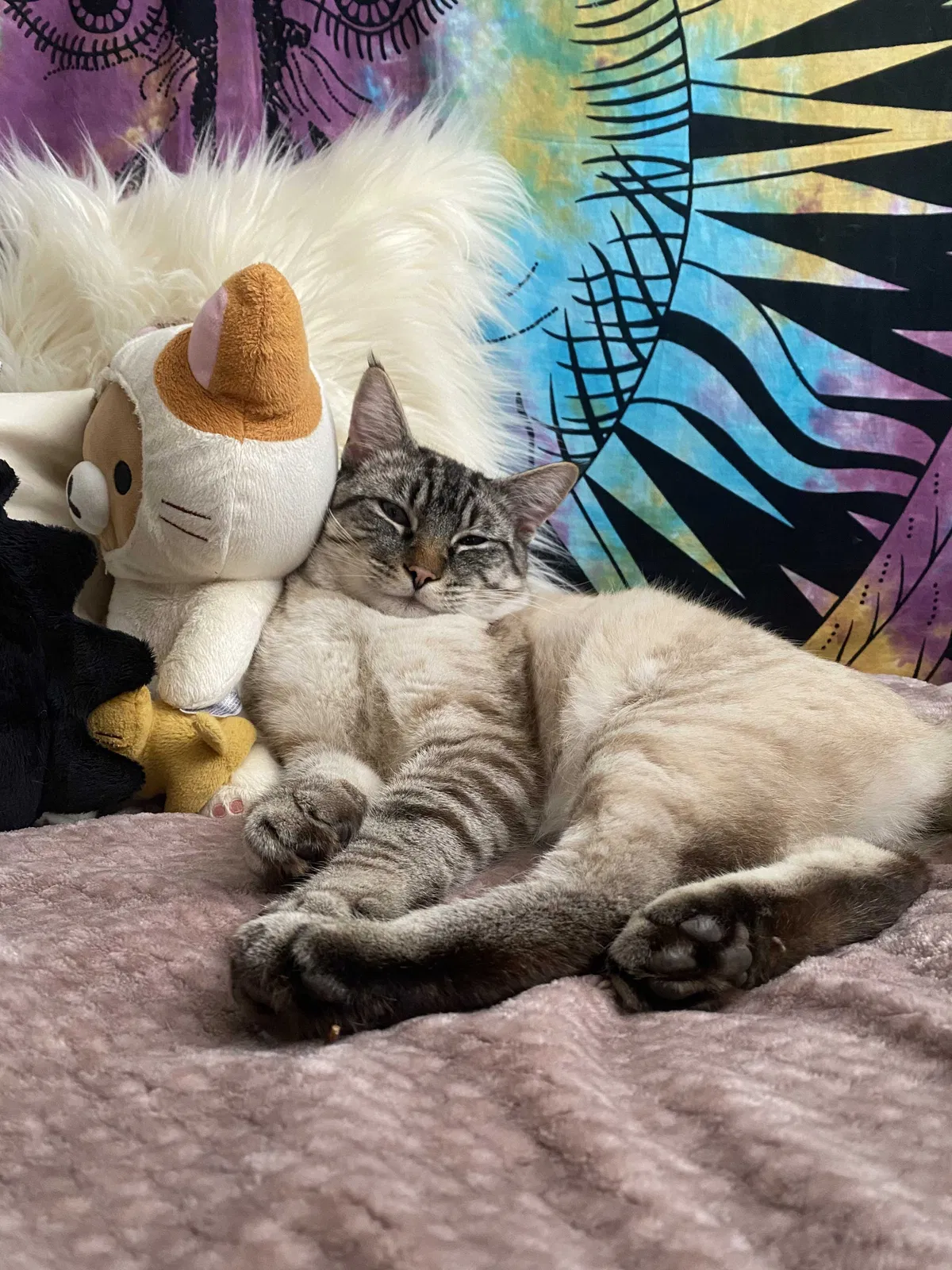 Lost cat in Everett, WA, 98203