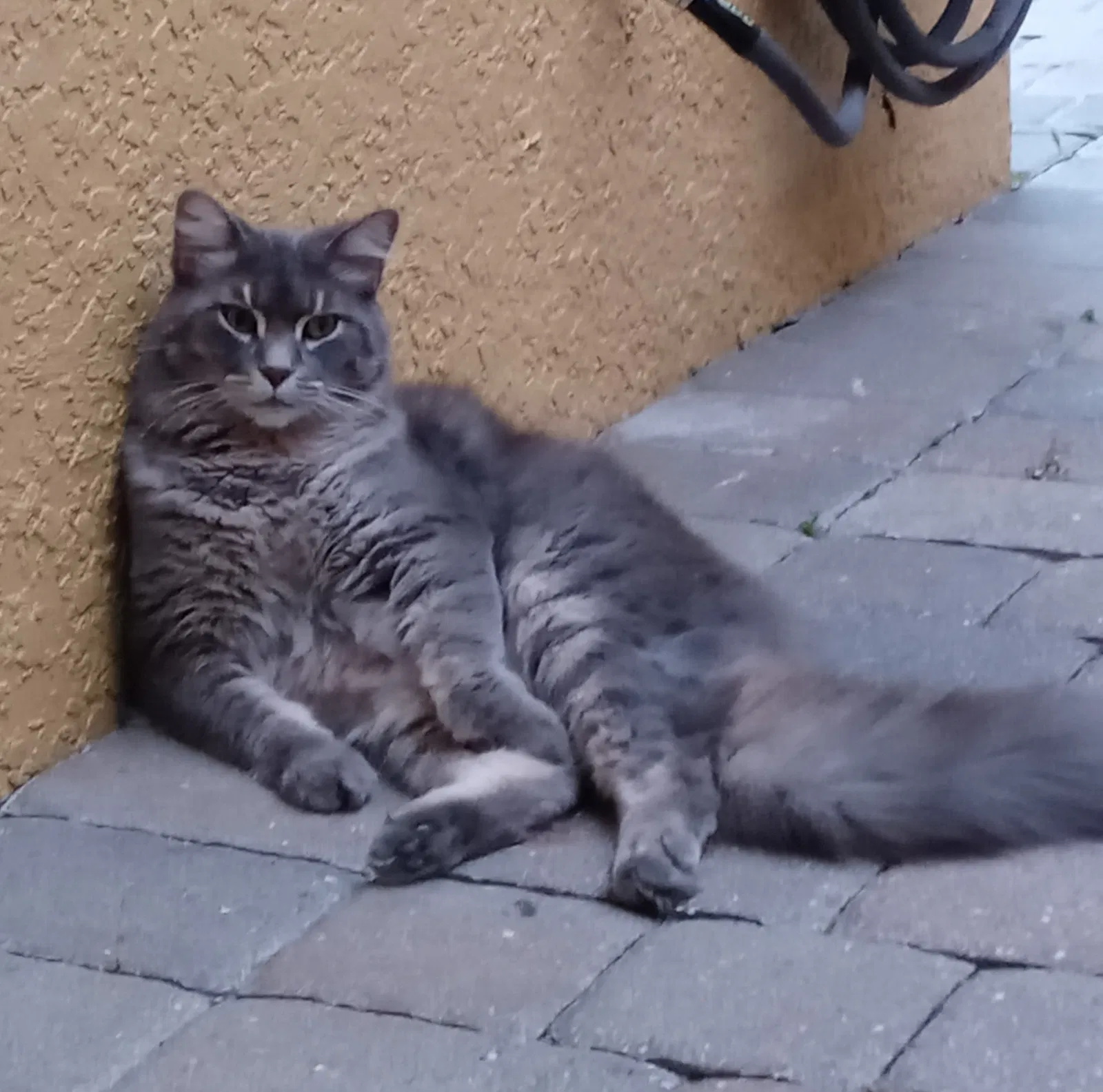 Lost cat in Winter Garden, FL, 34787