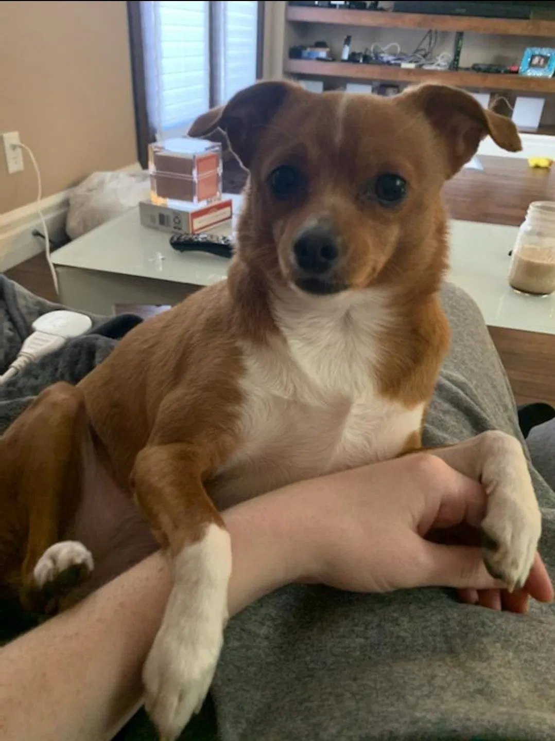 Lost dog in Las Vegas, NV, 89123