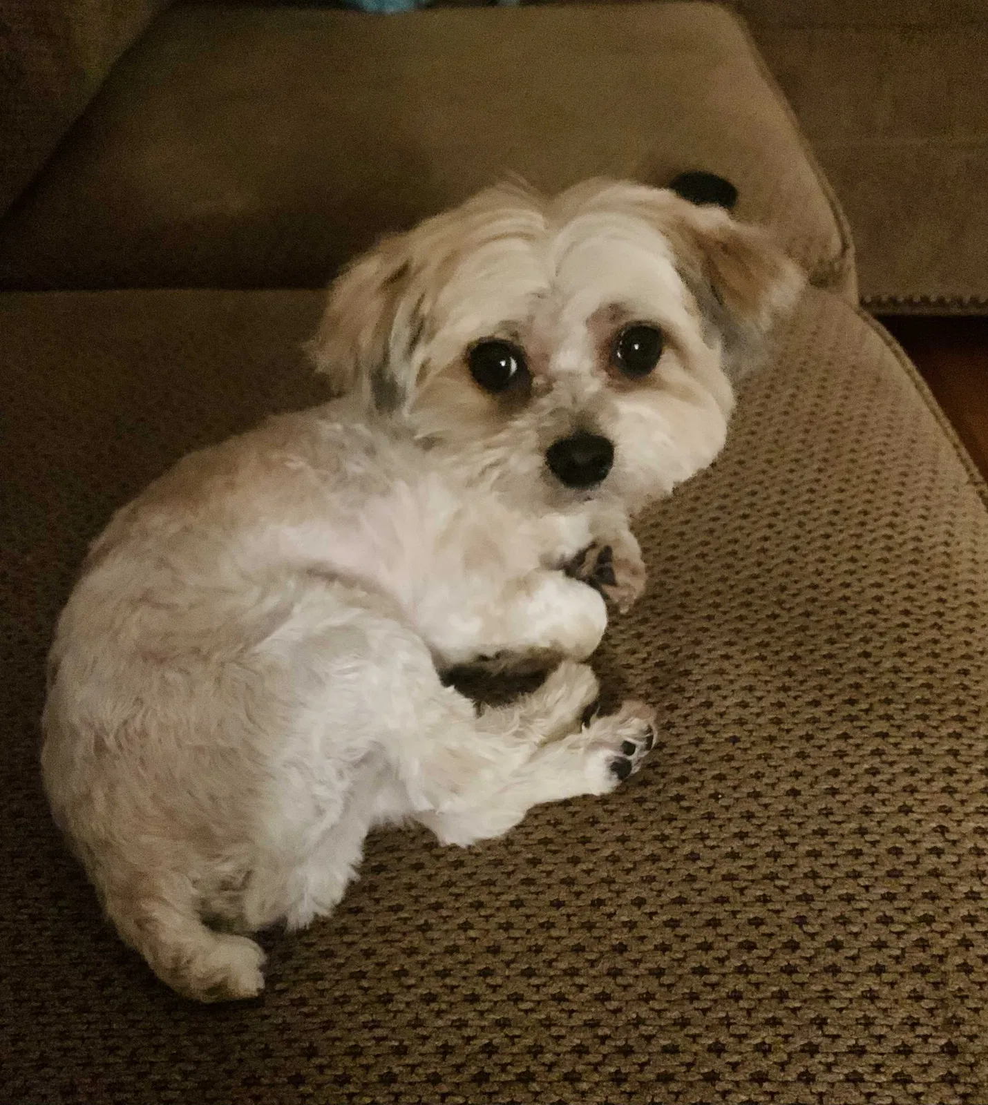 Lost dog in Plano, TX, 75023