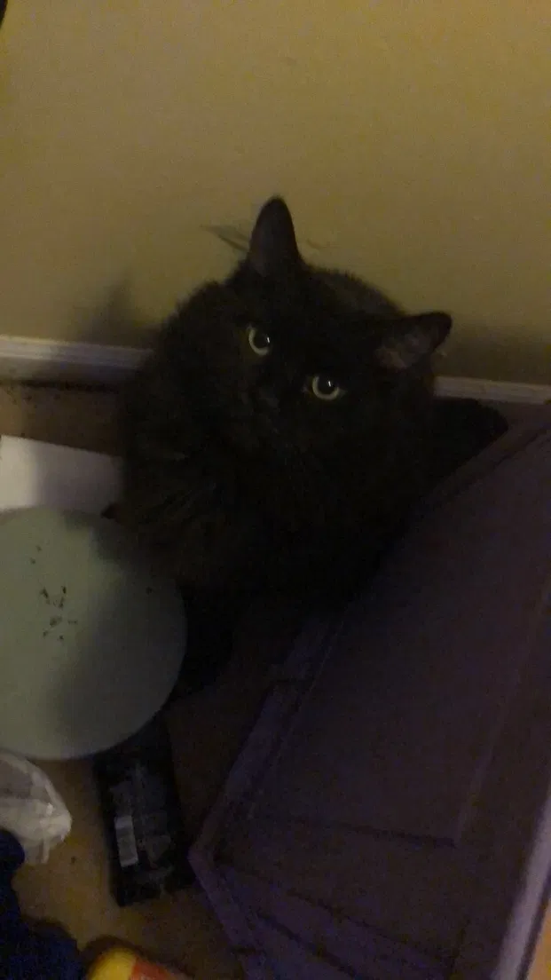 Lost cat in Muskegon, MI, 49442