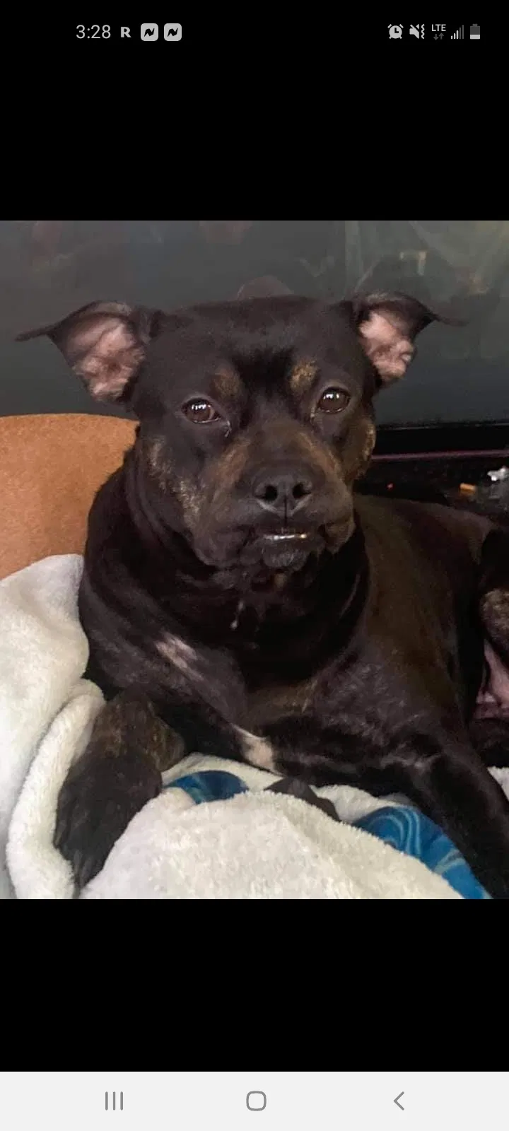 Lost dog in Hobart, IN, 46342