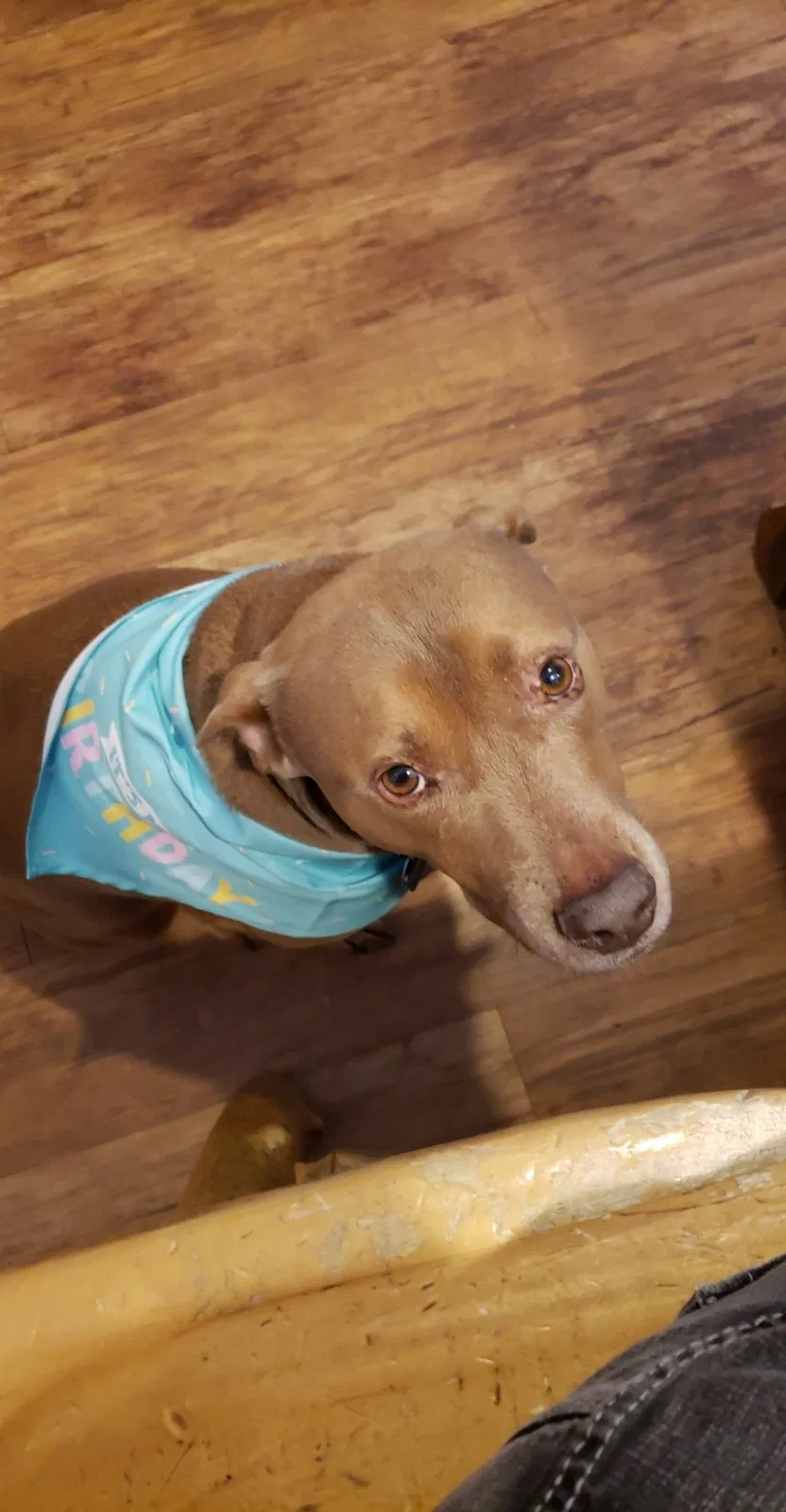 Lost dog in Denver, CO, 80220