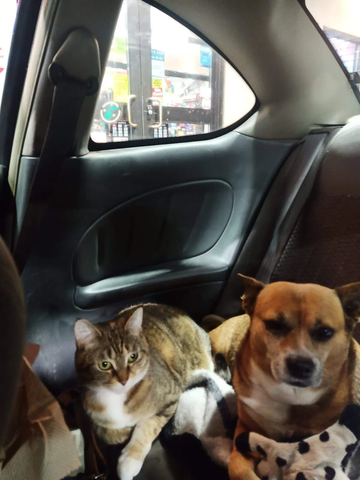 Lost cat in Mead, WA, 99021