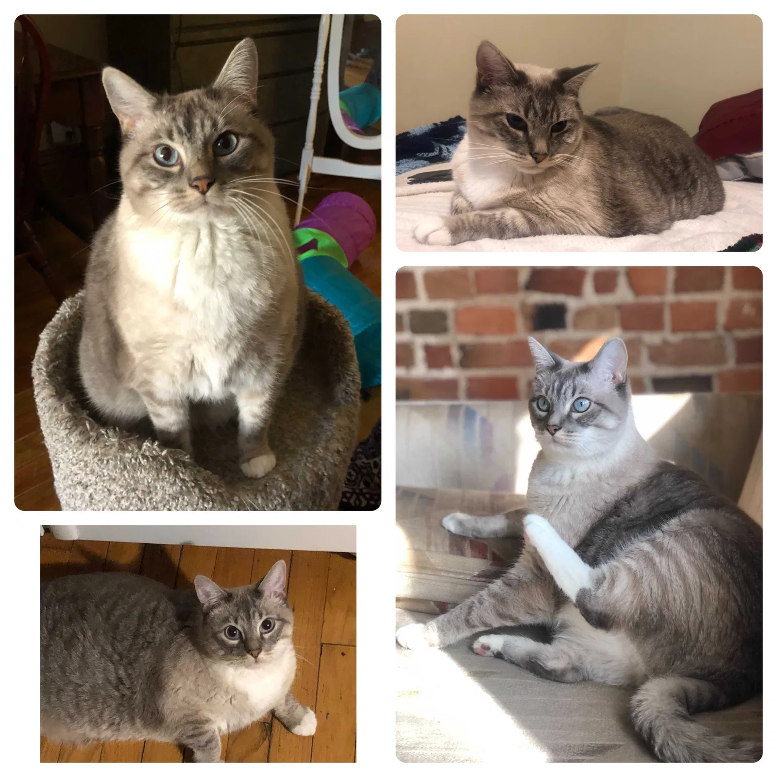 Lost cat in Omaha, NE, 68108