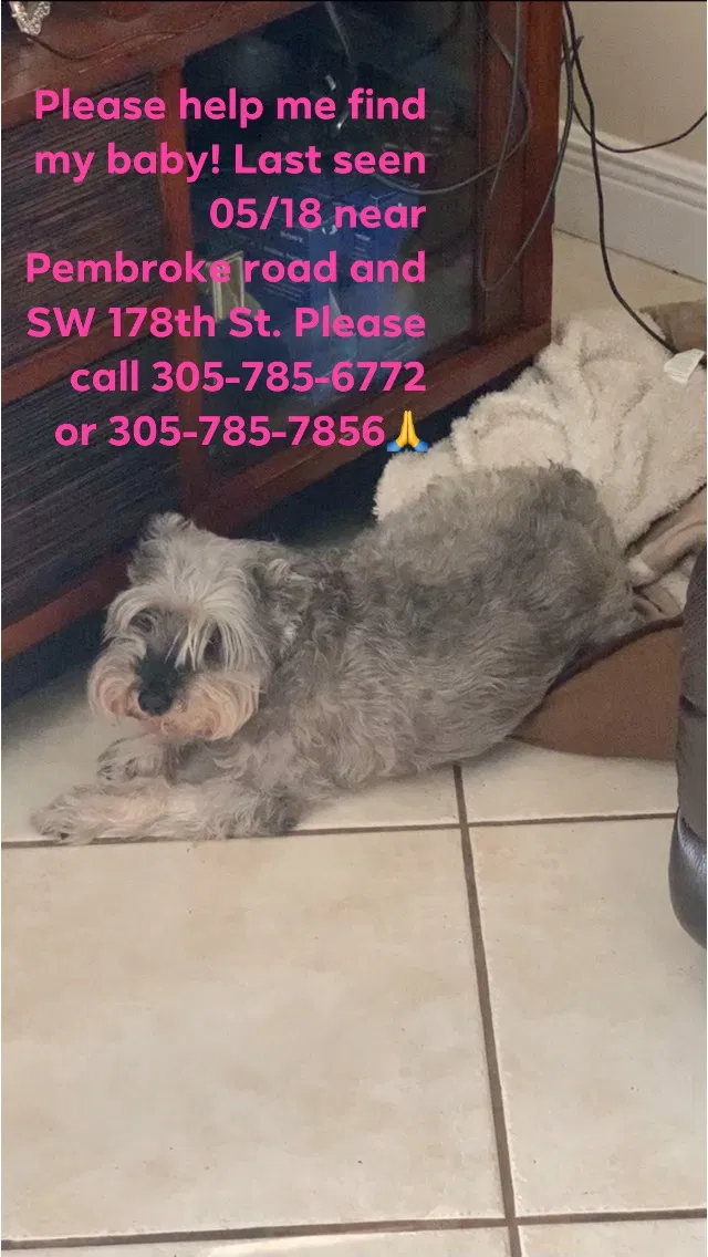 Lost dog in Hollywood, FL, 33029