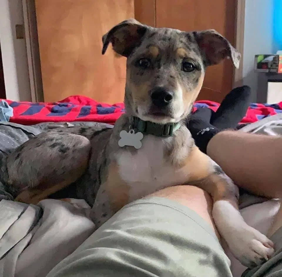 Lost dog in Overland Park, KS, 66214