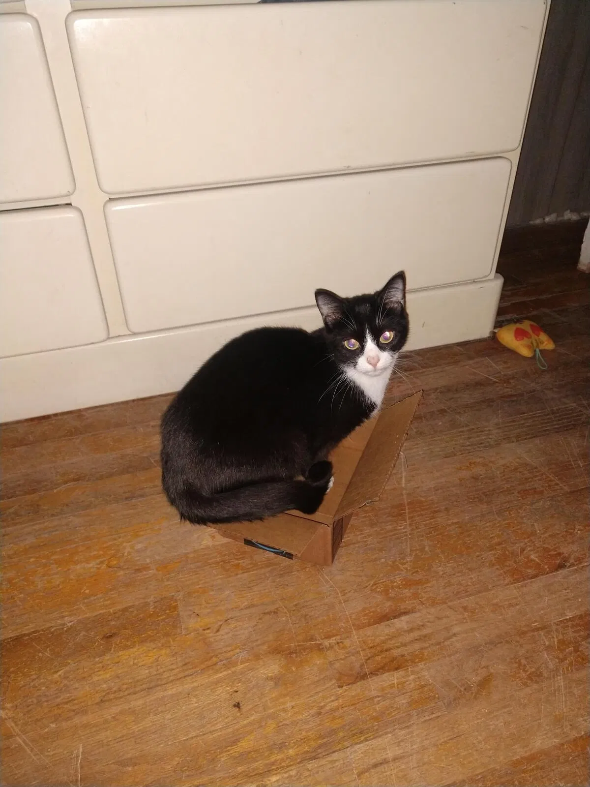 Lost cat in Athens, GA, 30606