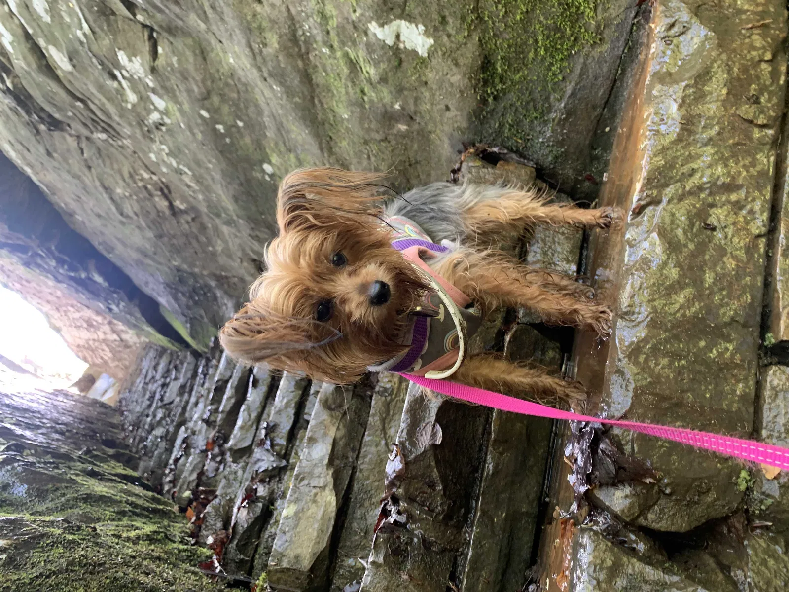 Lost dog in Oak Lawn, IL, 60453