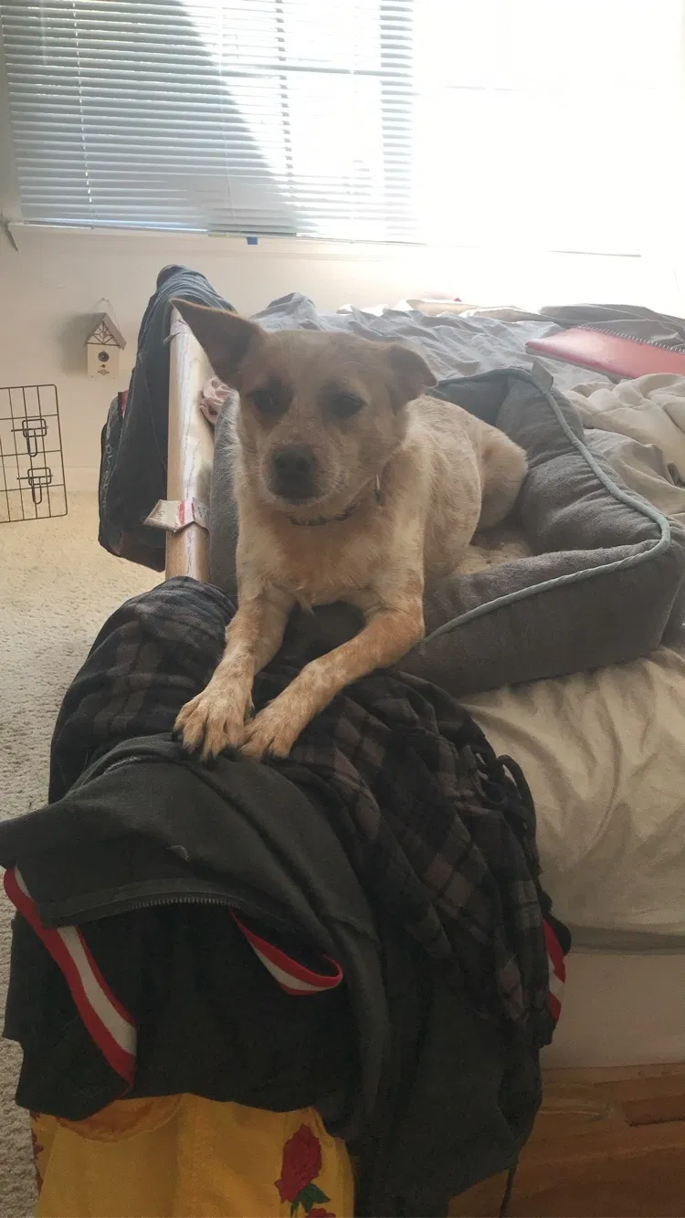 Lost dog in Littleton, CO, 80120